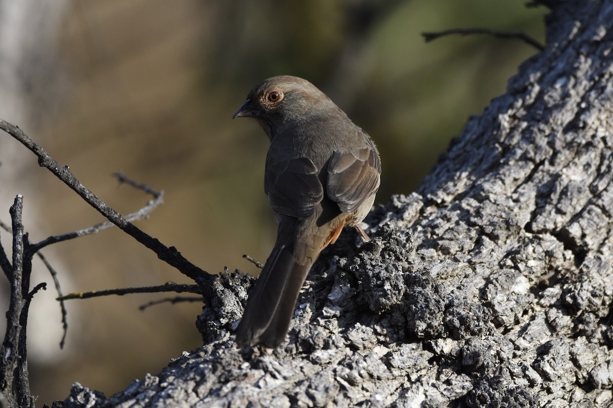 California Towhee - ML643770233