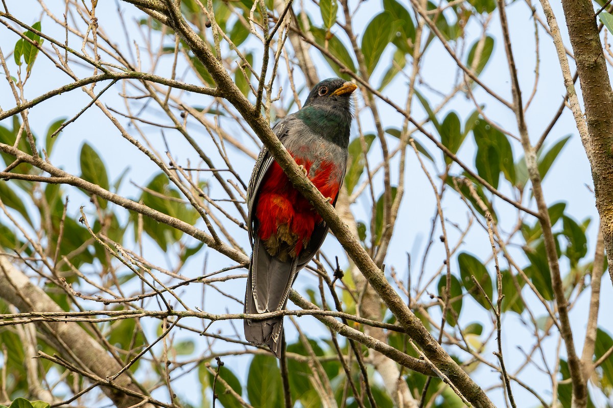 Black-tailed Trogon - ML643770252