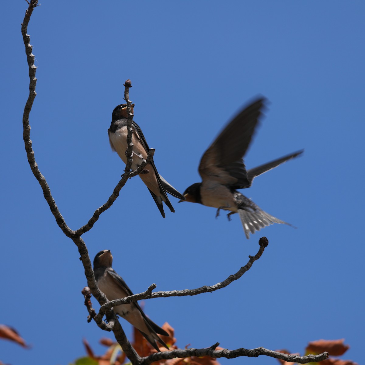 Barn Swallow - ML643770253