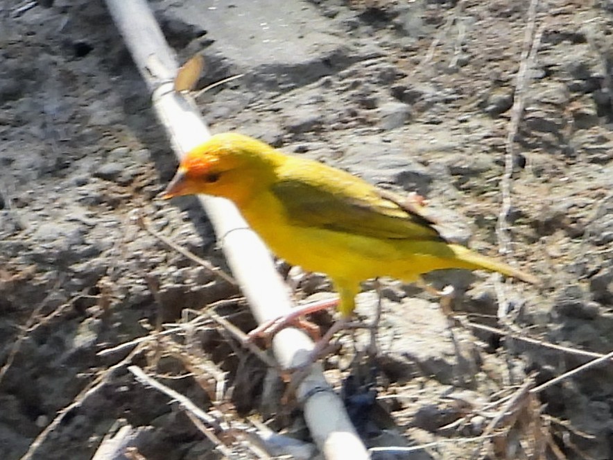 Orange-fronted Yellow-Finch - ML643770271