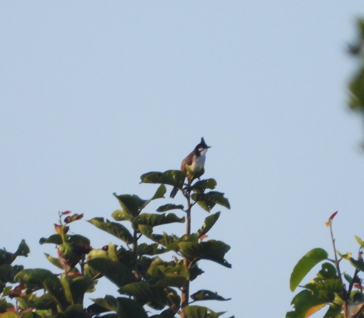 Red-whiskered Bulbul - ML643770277