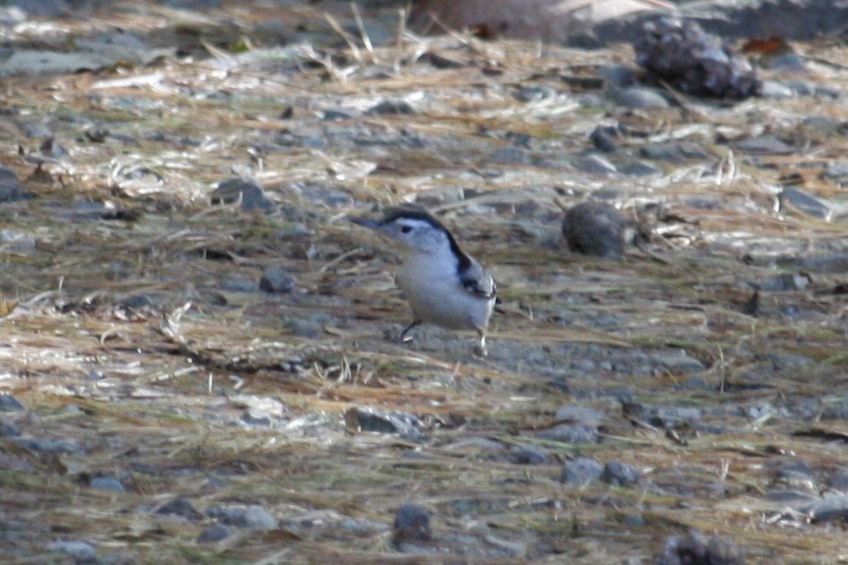 White-breasted Nuthatch (Eastern) - ML643770303