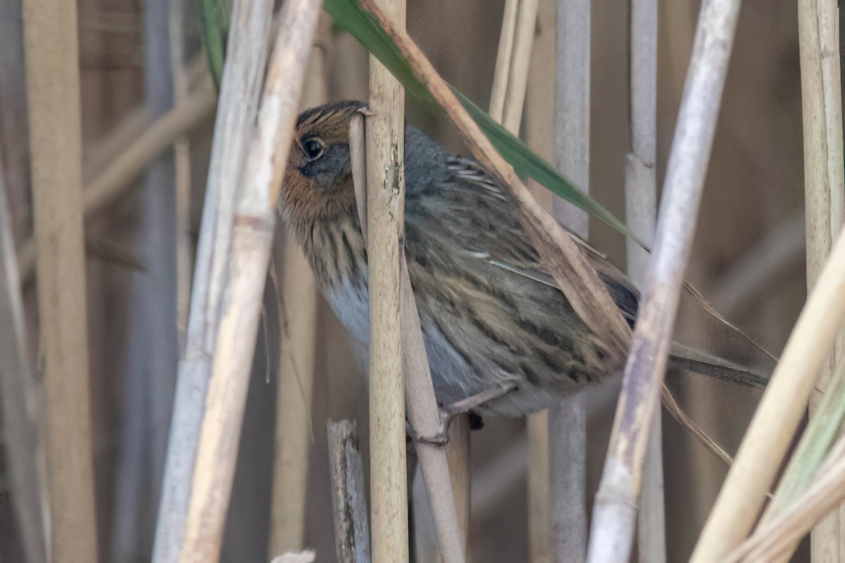 Saltmarsh Sparrow - ML643770335