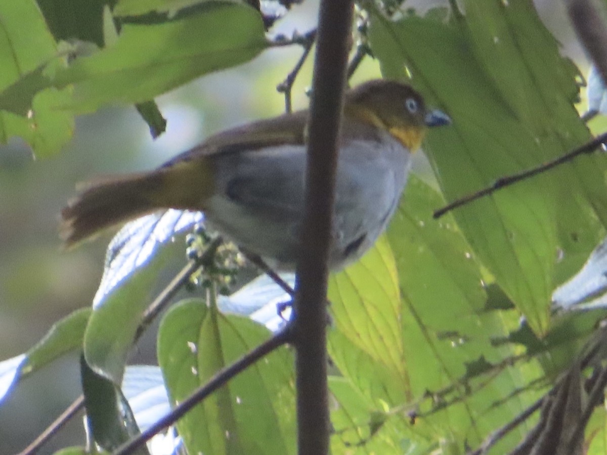 Short-billed Chlorospingus - ML643770336