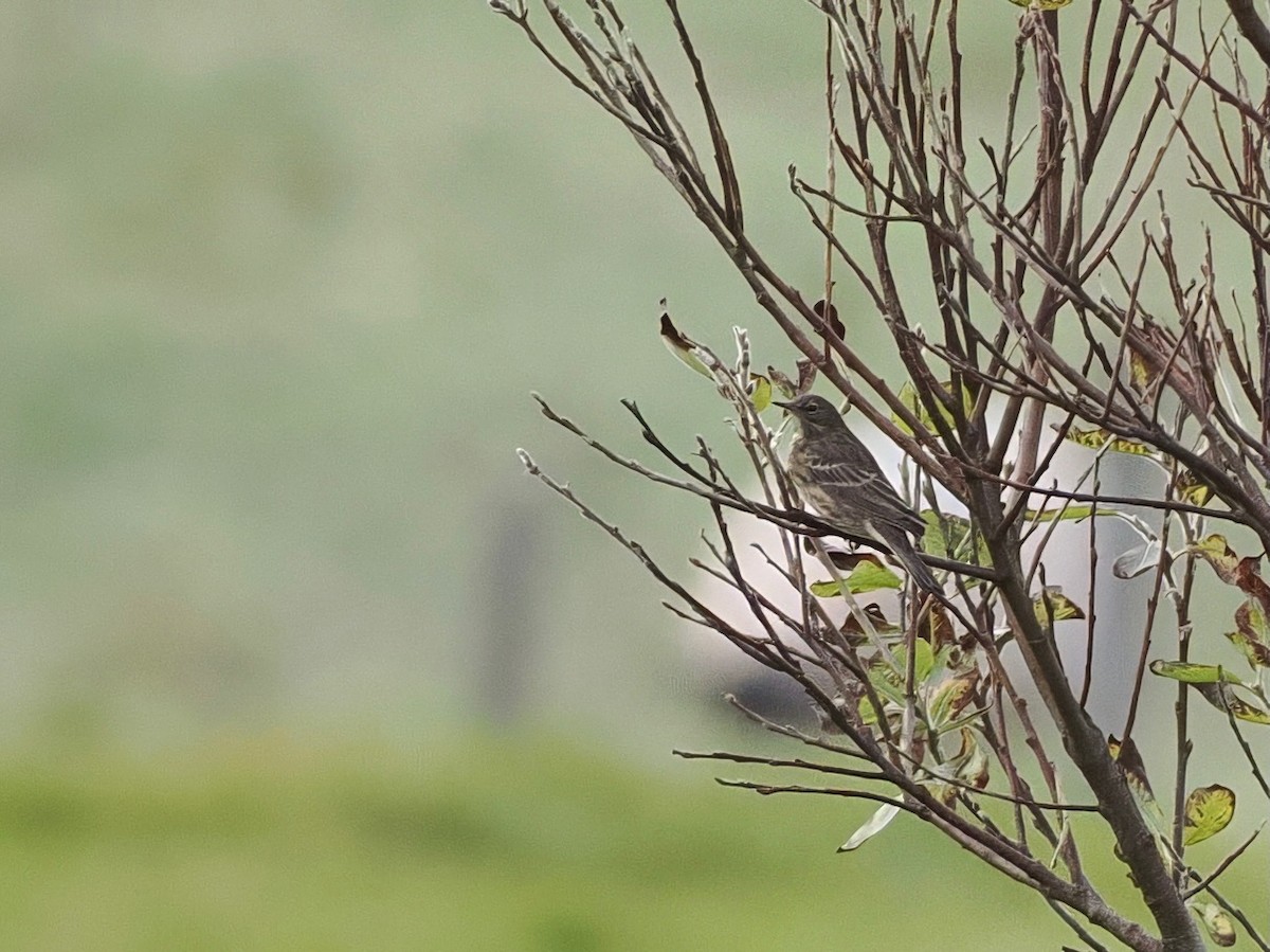 Rock Pipit - ML643770337