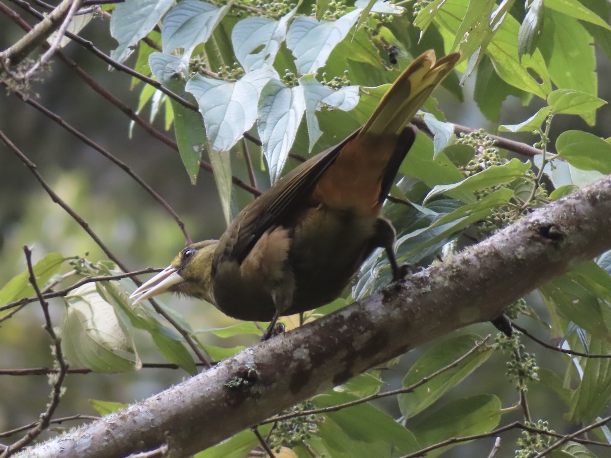 オリーブミドリオオツリスドリ - ML643770343