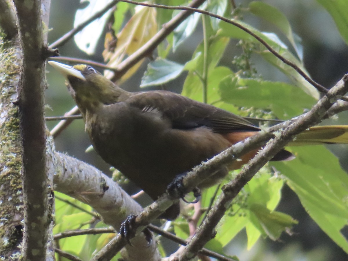 オリーブミドリオオツリスドリ - ML643770344