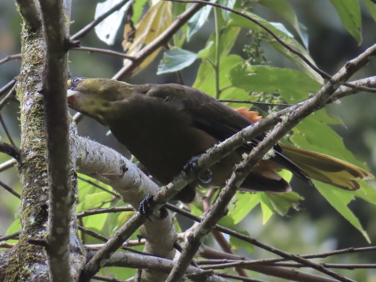 オリーブミドリオオツリスドリ - ML643770345