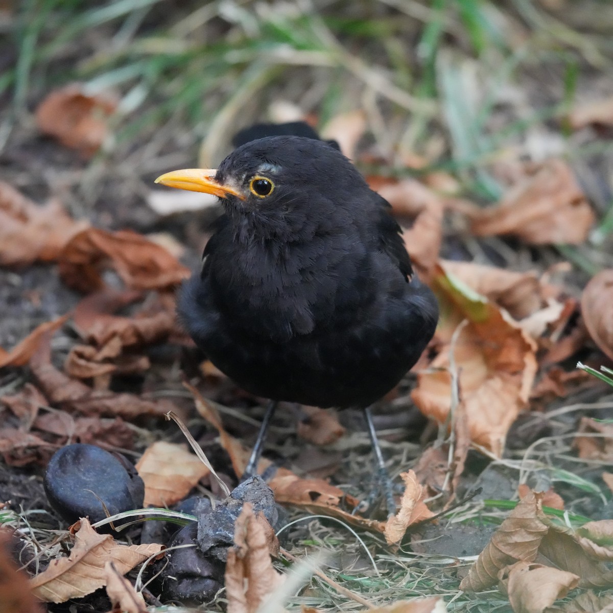 Eurasian Blackbird - ML643770352