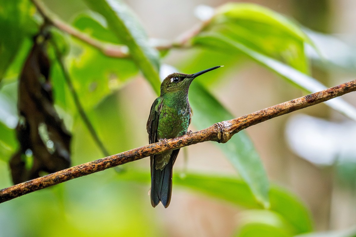 Violet-fronted Brilliant - ML643770357