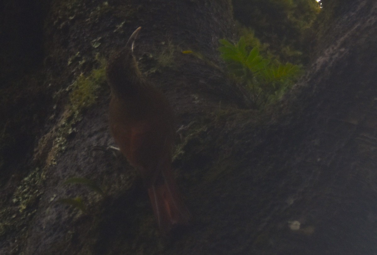 Spot-crowned Woodcreeper - ML643770360