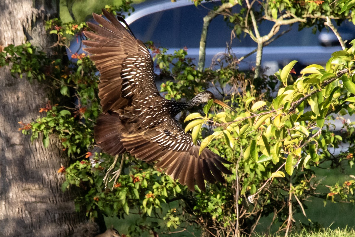 Limpkin - ML643770363