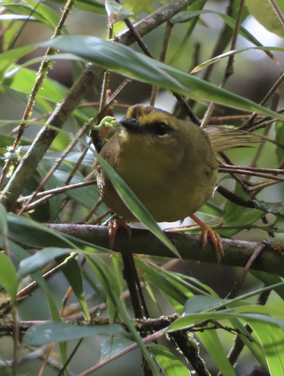 Pale-legged Warbler - ML643770367