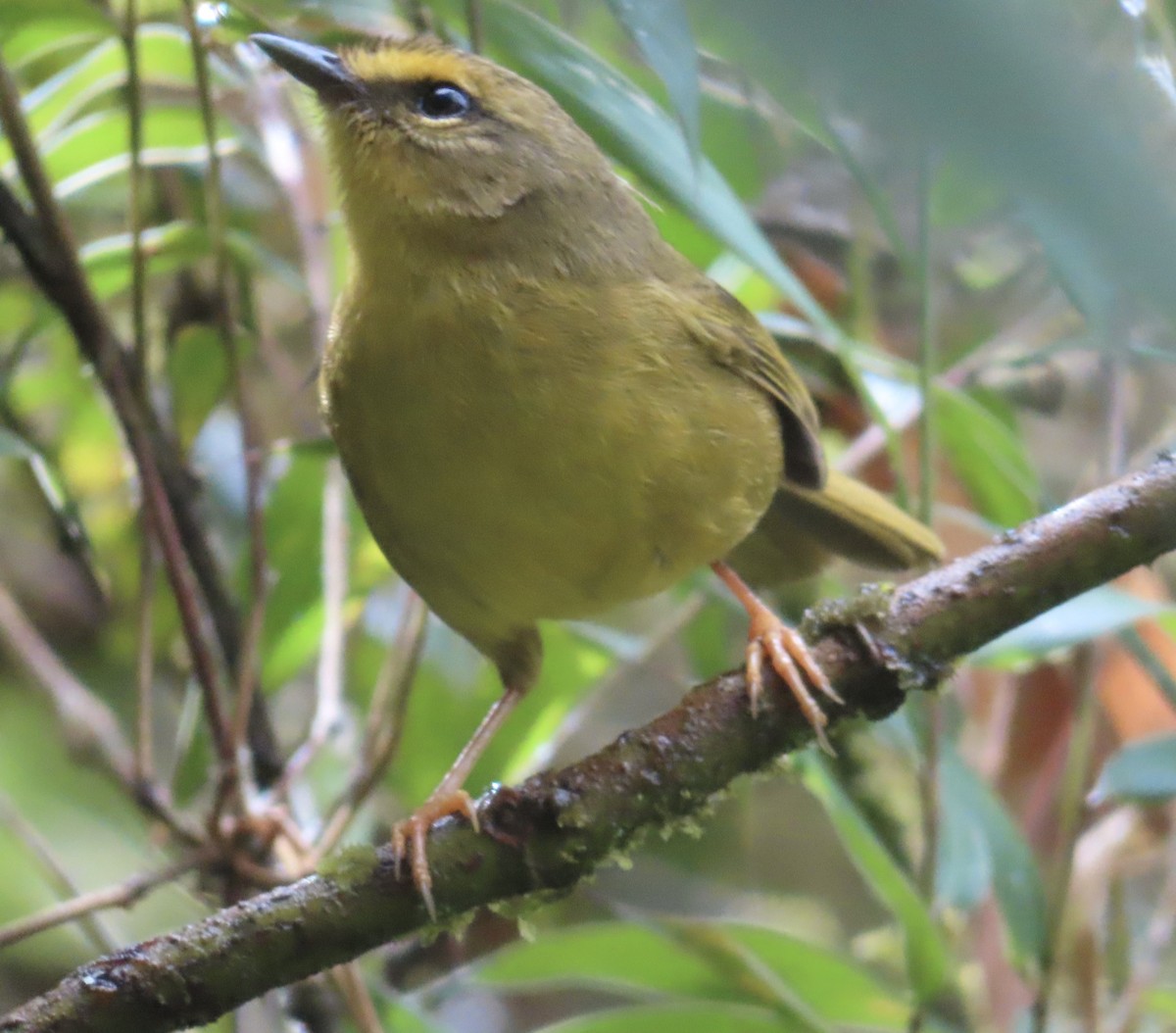 Pale-legged Warbler - ML643770368