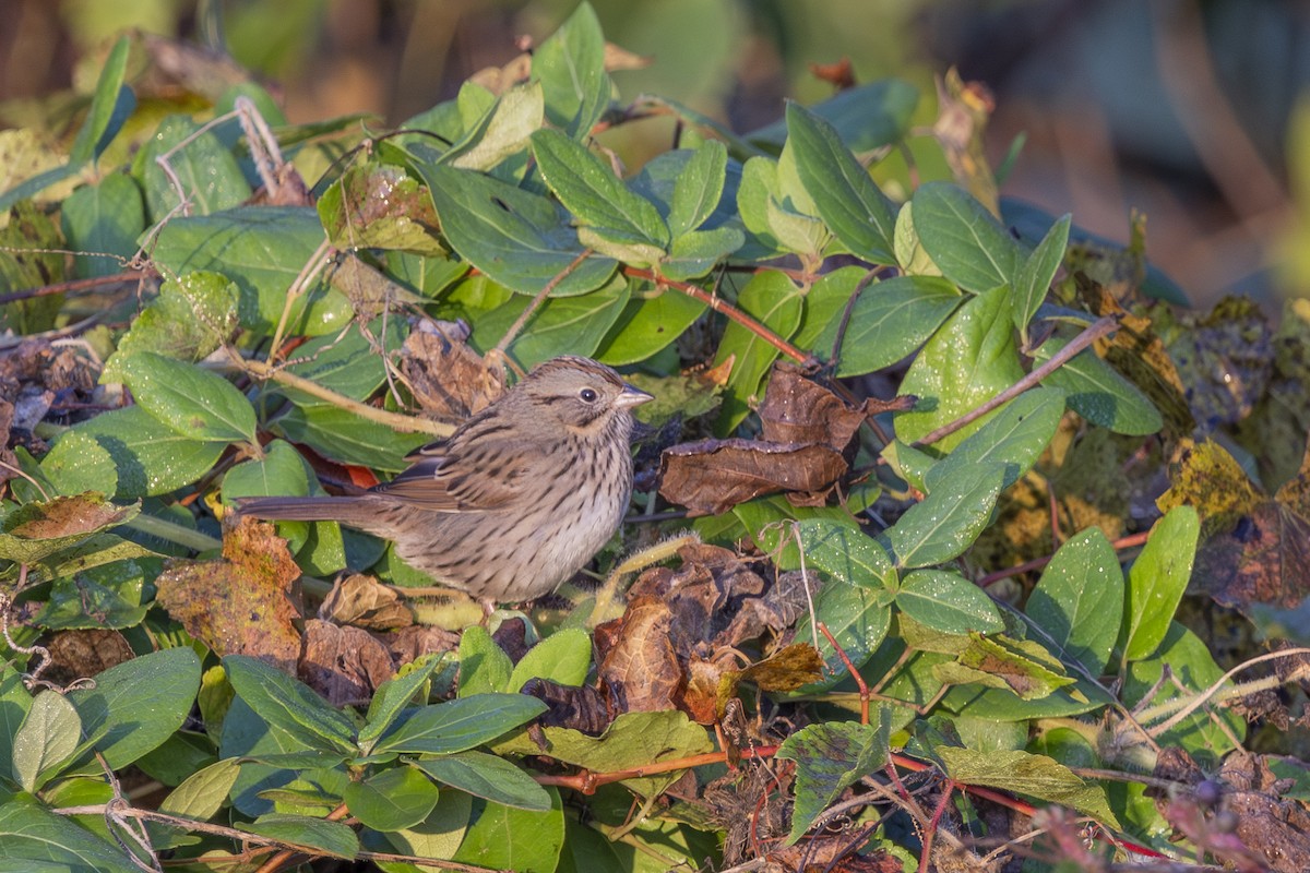 Lincoln's Sparrow - ML643770373