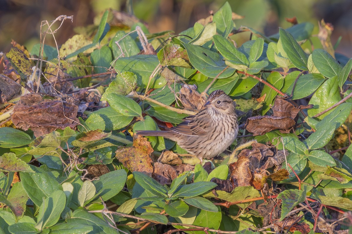 Lincoln's Sparrow - ML643770374