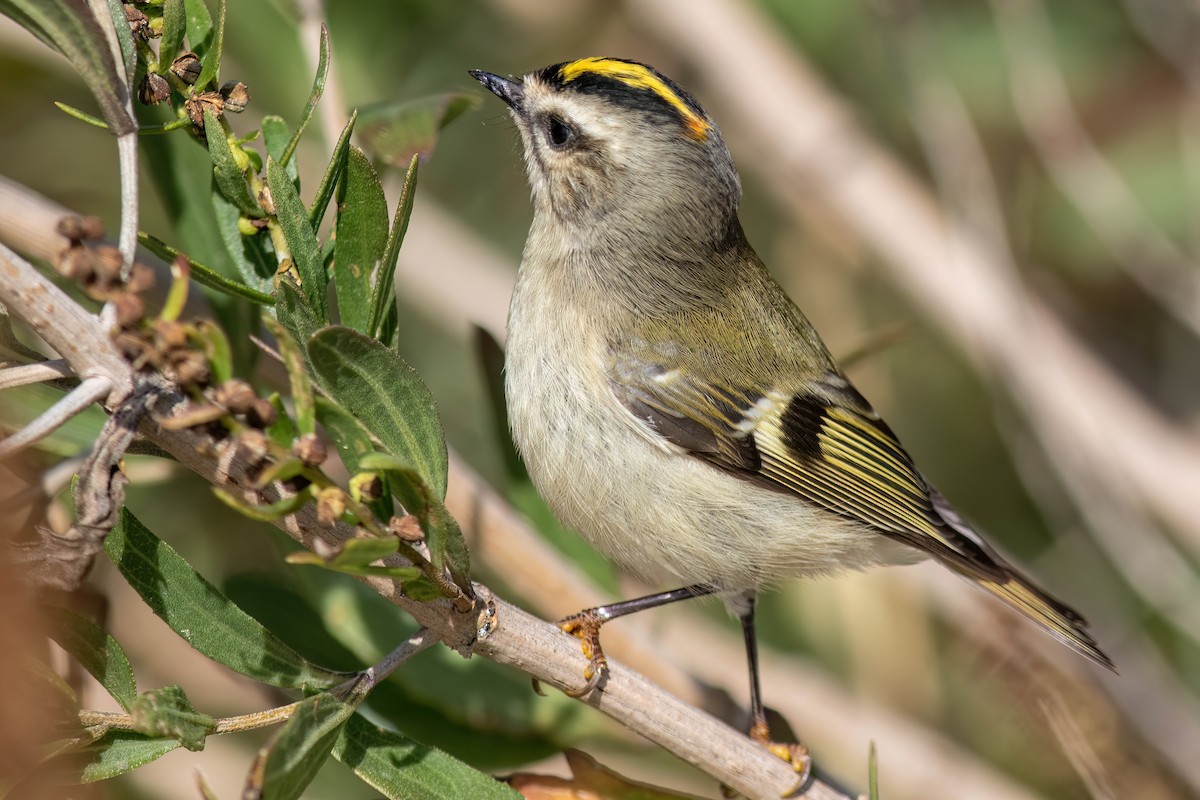 Golden-crowned Kinglet - ML643770375