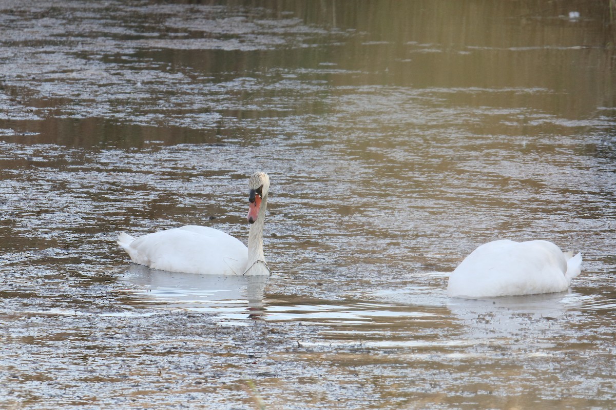 Mute Swan - ML643770380