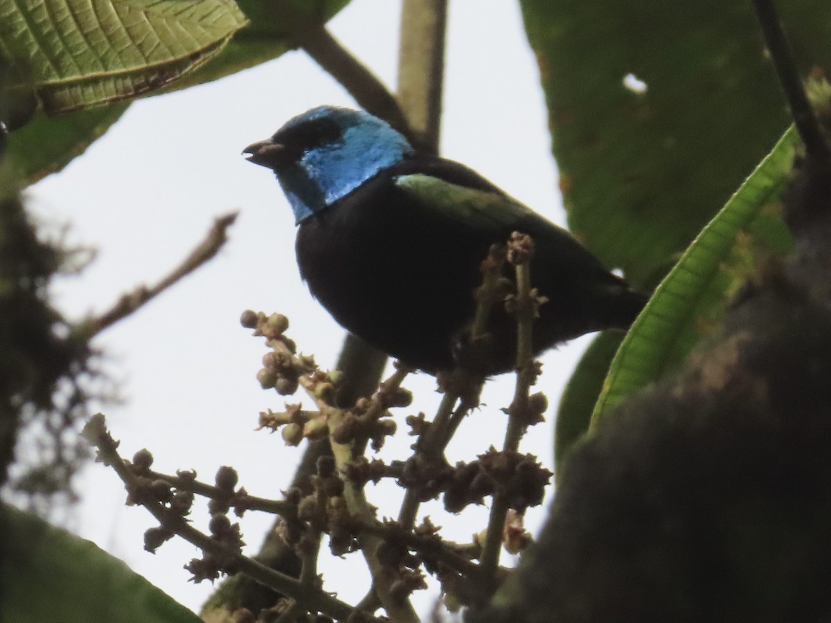 Blue-necked Tanager - ML643770389