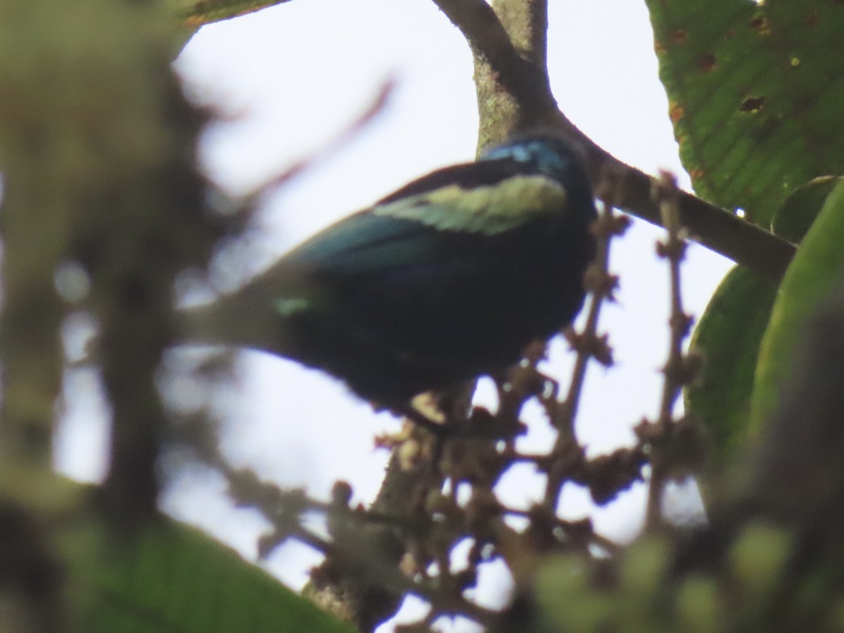 Blue-necked Tanager - ML643770390