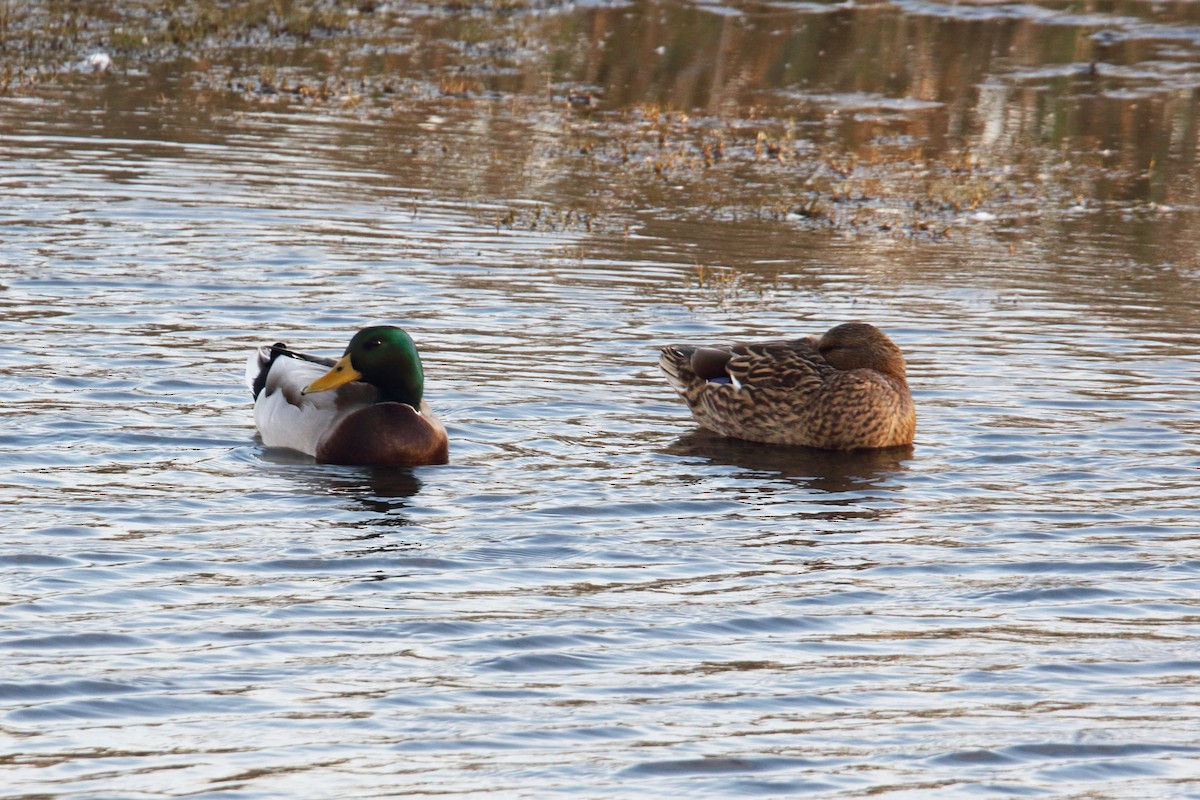 Mallard - ML643770398