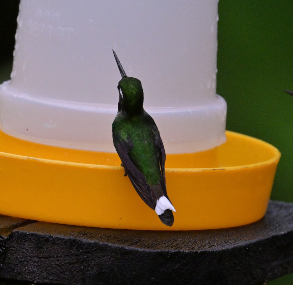 Purple-bibbed Whitetip - ML643770406