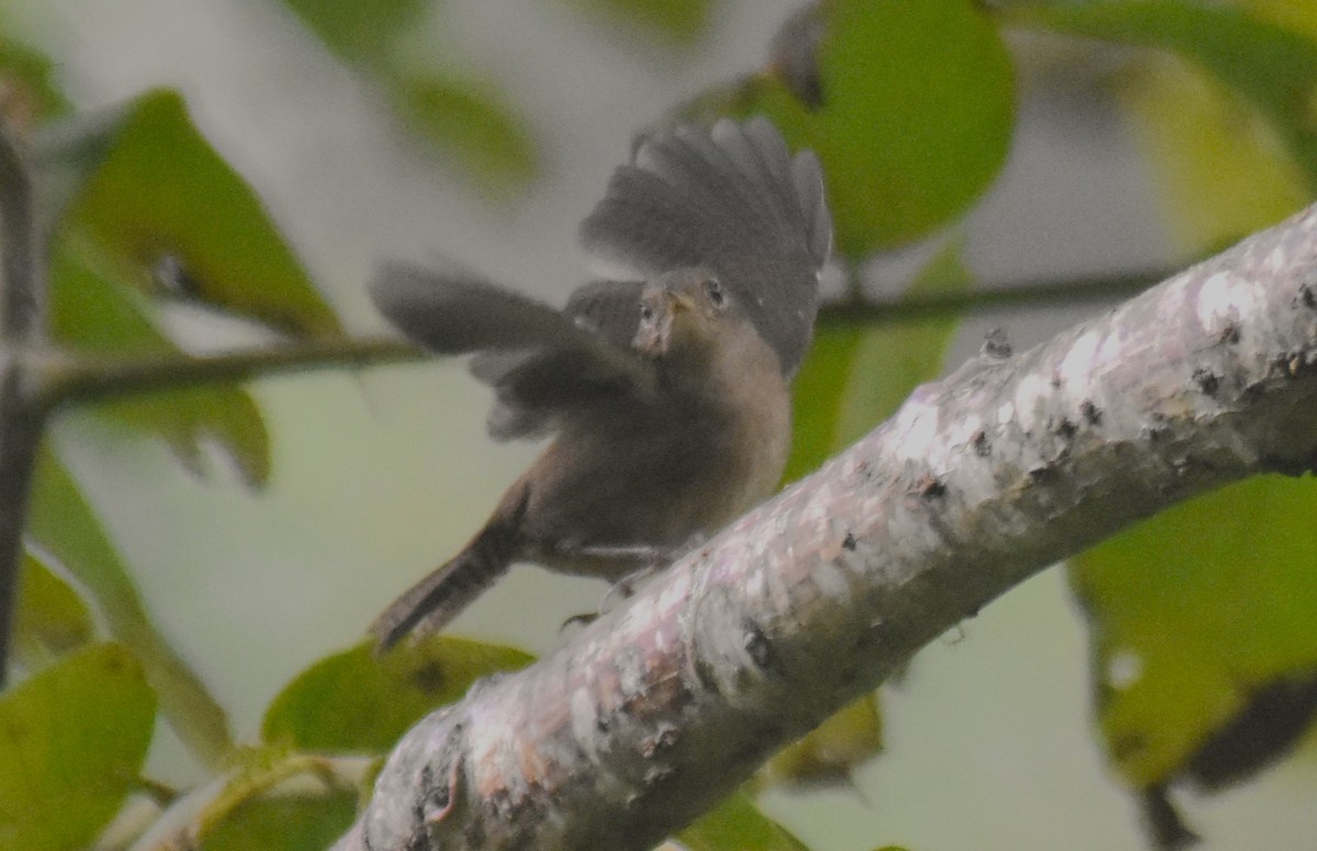 Southern House Wren - ML643770417