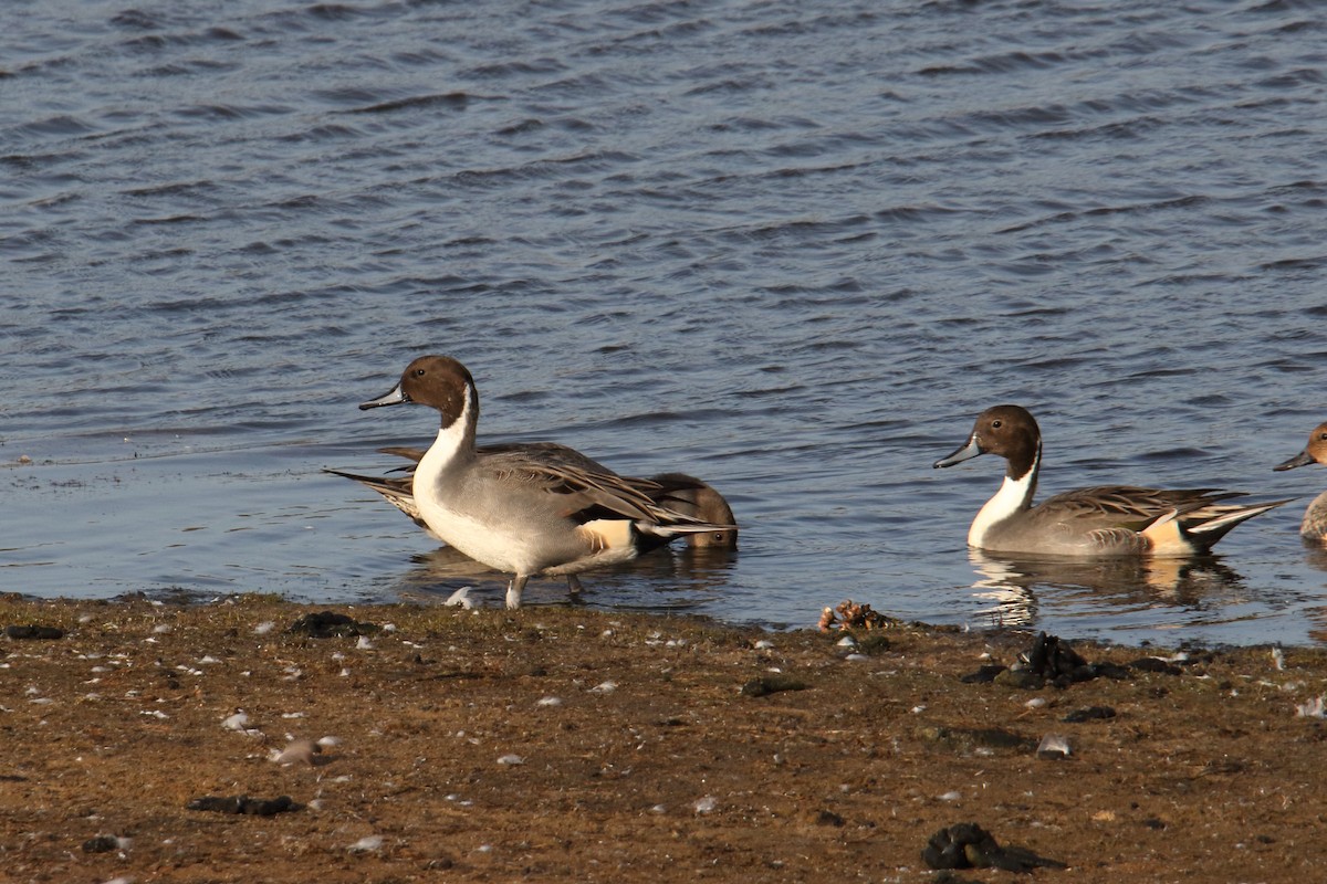 Northern Pintail - ML643770433