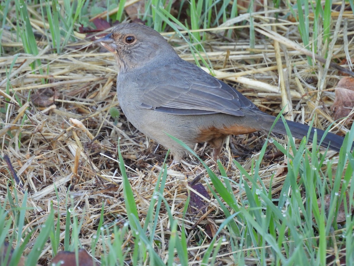 California Towhee - ML643770445