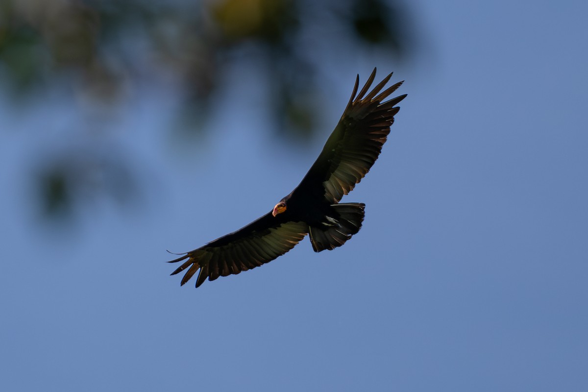 Greater Yellow-headed Vulture - ML643770448