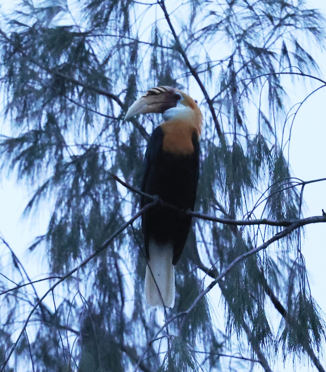 Blyth's Hornbill - ML643770486
