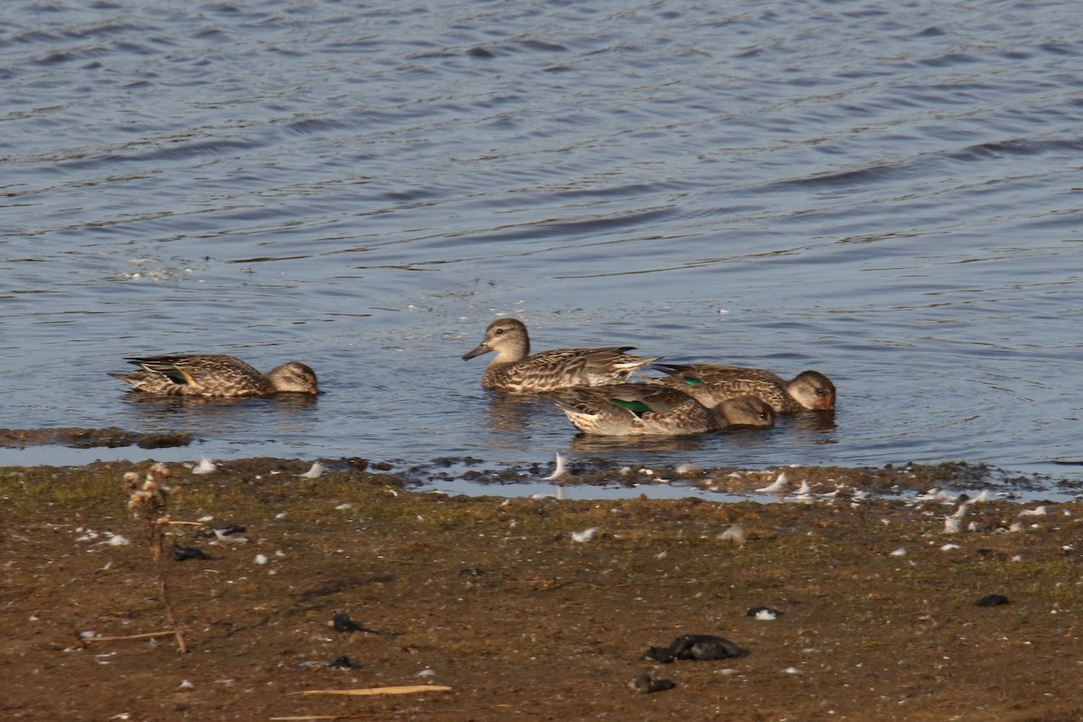 Green-winged Teal - ML643770487