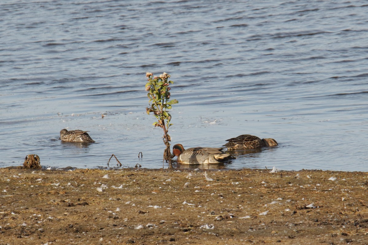 Green-winged Teal - ML643770488