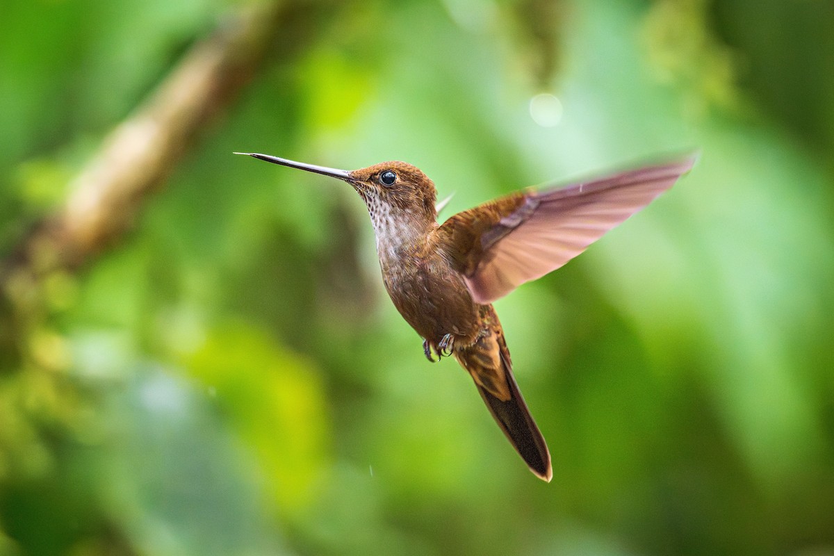 Bronzy Inca - ML643770494