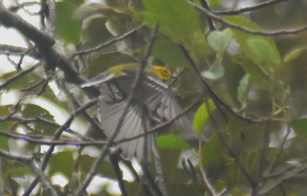 Пісняр-лісовик чорногорлий - ML643770496