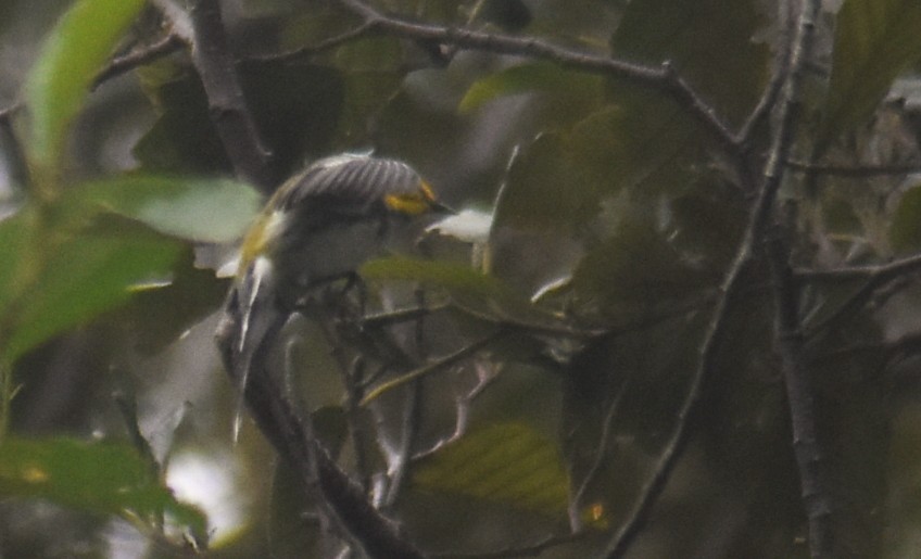 Пісняр-лісовик чорногорлий - ML643770497