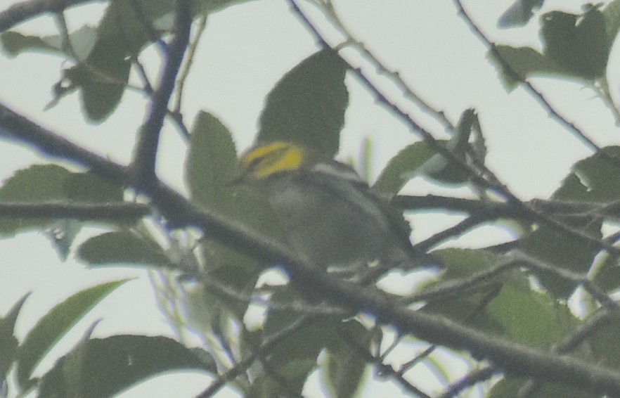 Пісняр-лісовик чорногорлий - ML643770498