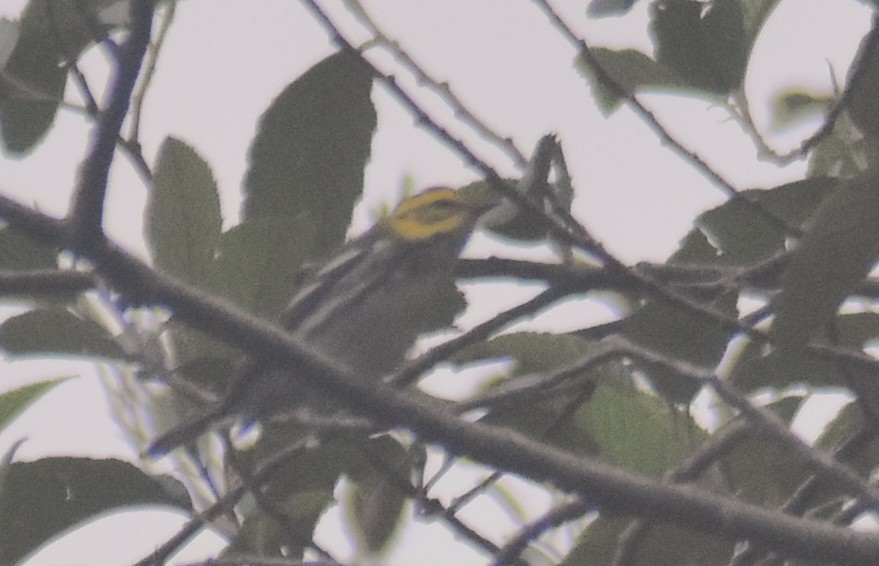 Пісняр-лісовик чорногорлий - ML643770499