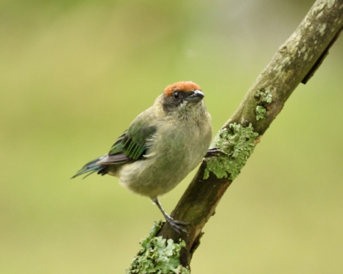 Scrub Tanager - ML643770503