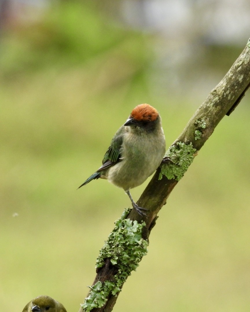 Scrub Tanager - ML643770504