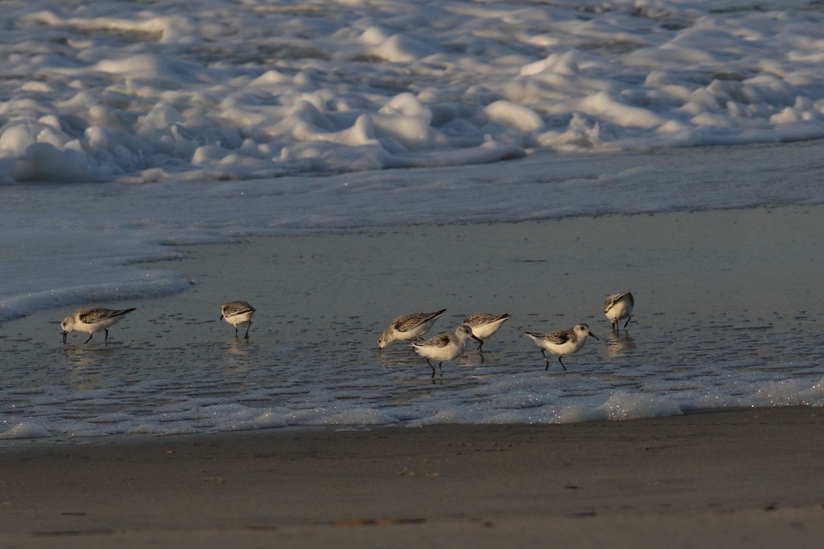 Sanderling - ML643770511
