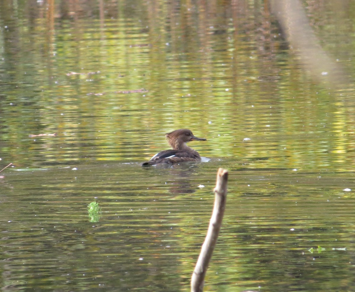Hooded Merganser - ML643770516