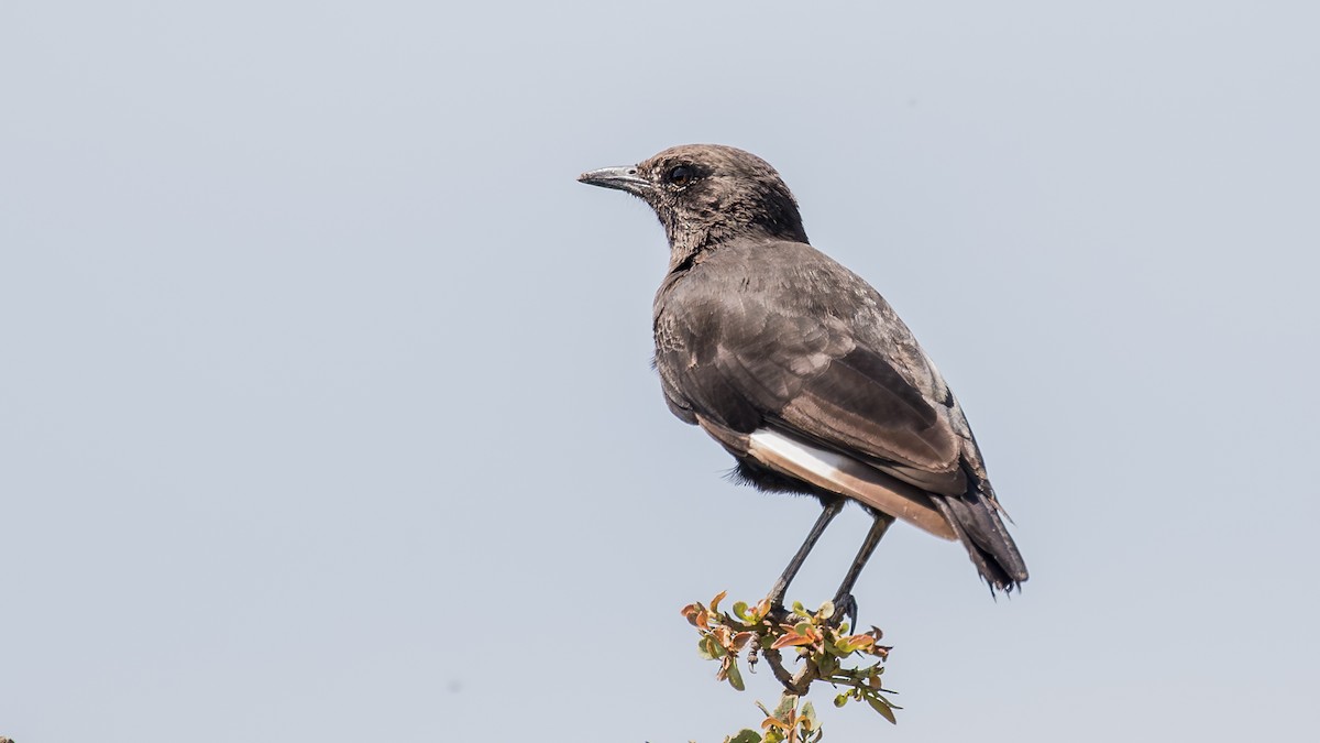 Northern Anteater-Chat - ML643770519
