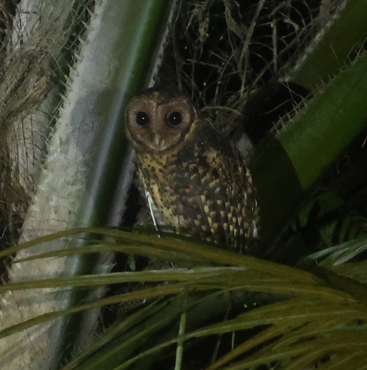 Golden Masked-Owl - ML643770520
