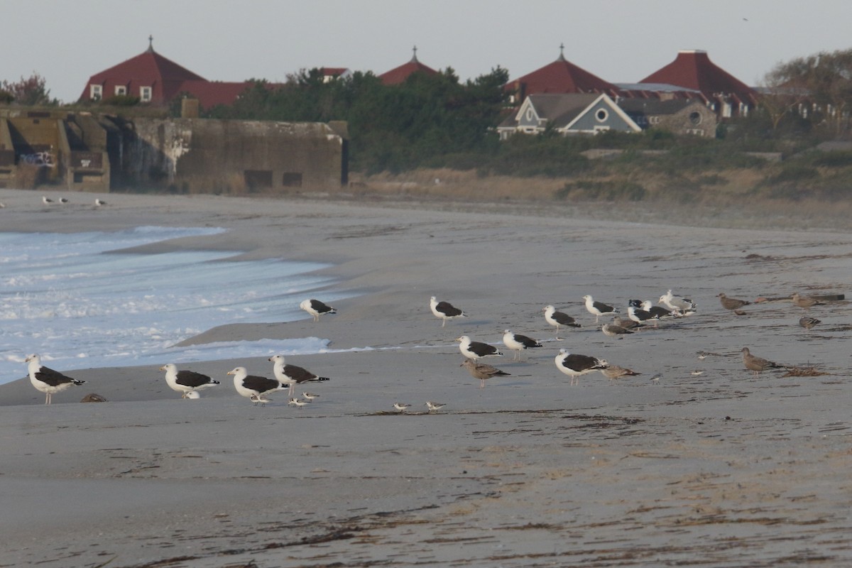 Great Black-backed Gull - ML643770529