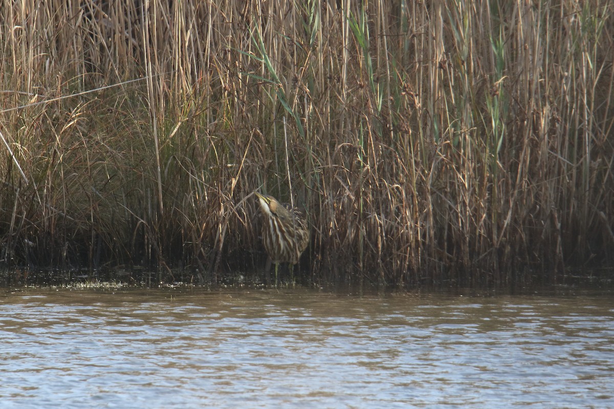 American Bittern - ML643770549