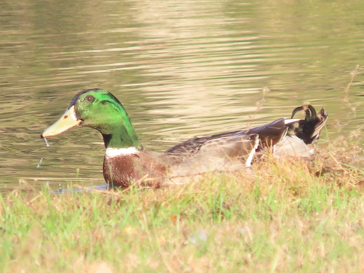 Canard colvert - ML643770551