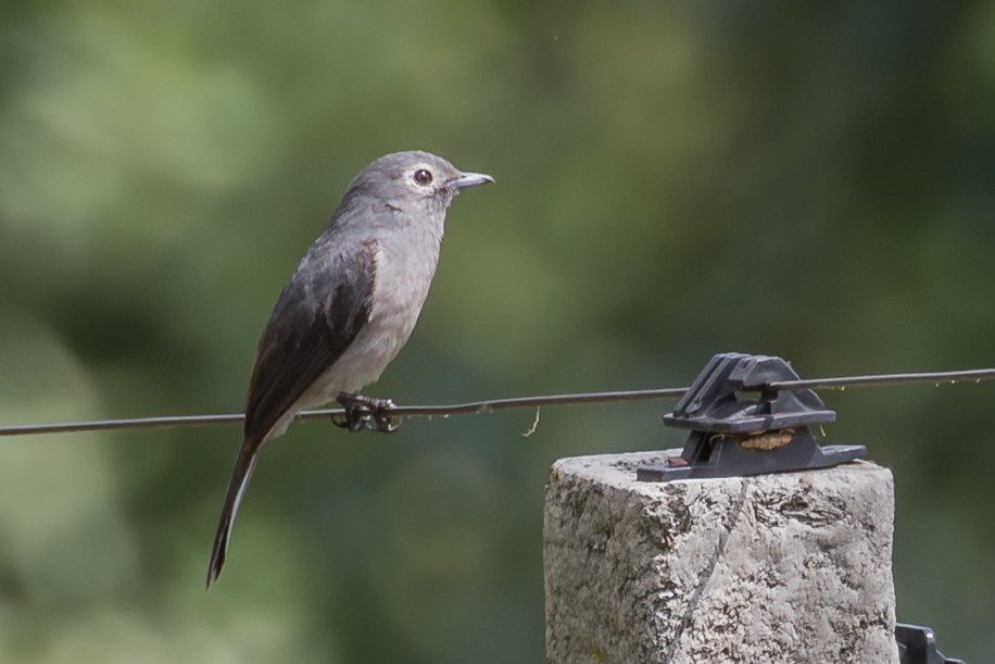 White-eyed Slaty-Flycatcher - ML643770558