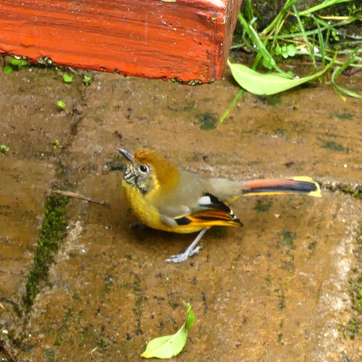 Chestnut-tailed Minla - ML643770563