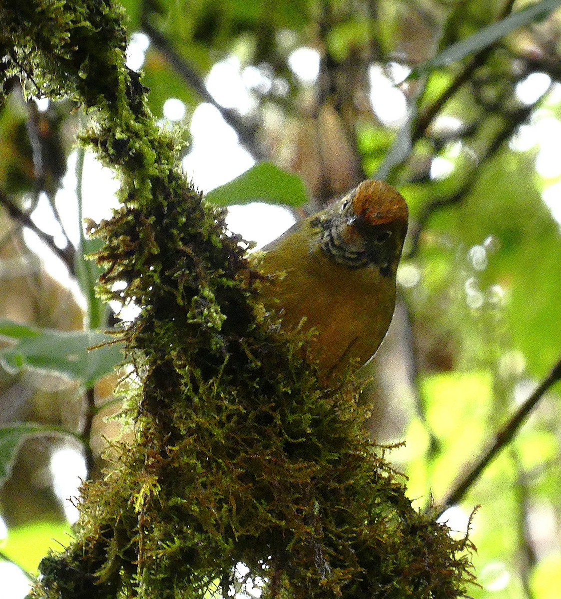 Chestnut-tailed Minla - ML643770564